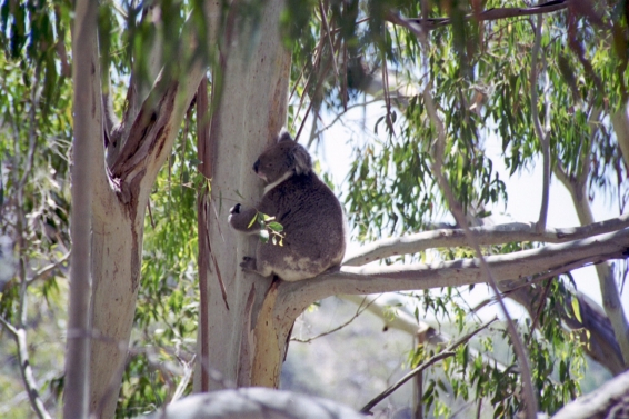koala2.jpg