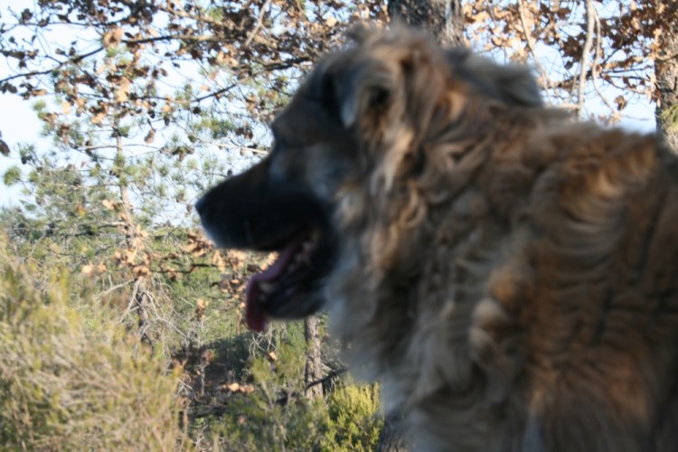 zaz_10_1000 zaz_10_1000