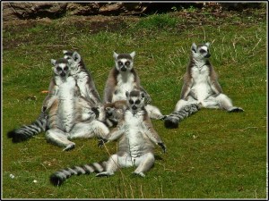 galerie-membre,lemurien,branfere-7