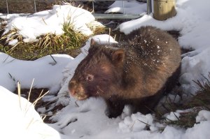 Vombatus_ursinus_(Wombat_in_snow)