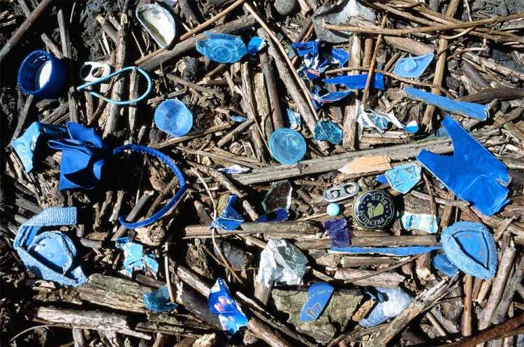 bower-birds-sally-hampson