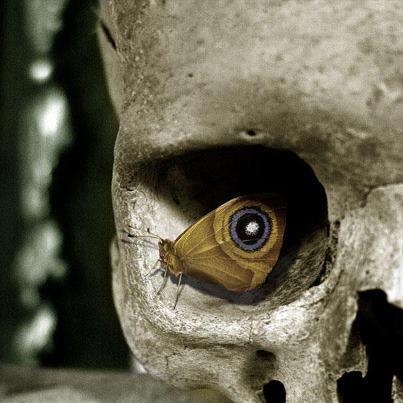 squeletton_butterfly