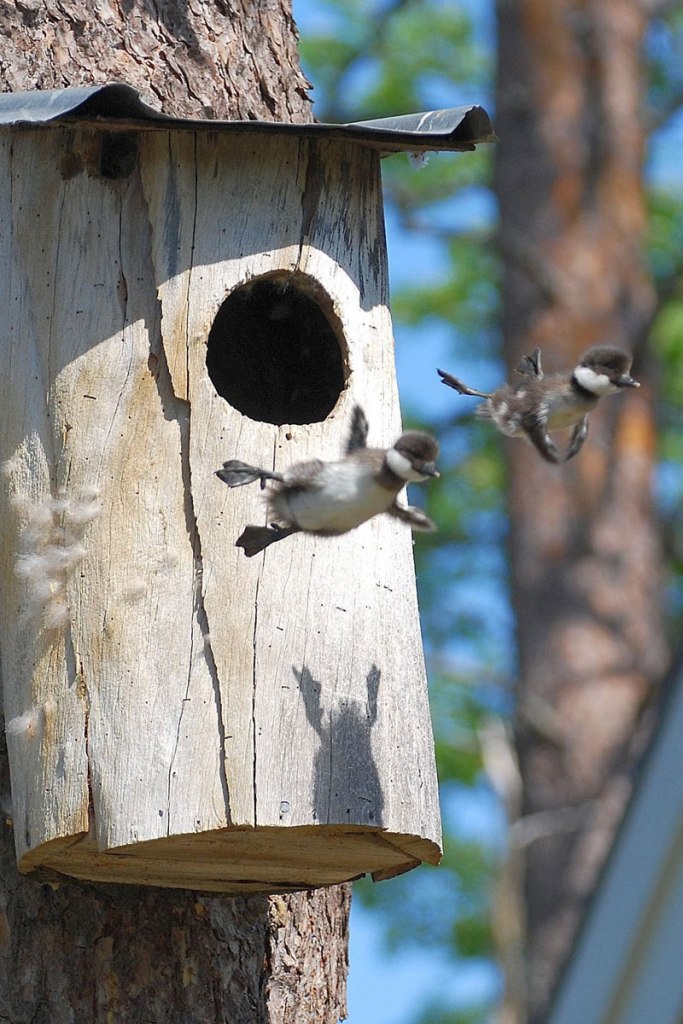 baby common goldeneye ducks leaving the nest flying for the first time