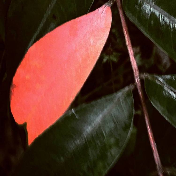 20264992_1961418624114732_8995271827275499287_n