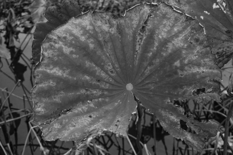 ©2014 Katsuya Ohshima