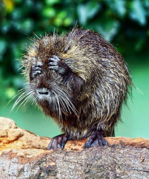 1185593_10151688353833068_55492833_n